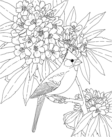 Cardinal And Rhododendron West Virginia Bird And Flower Coloring Page